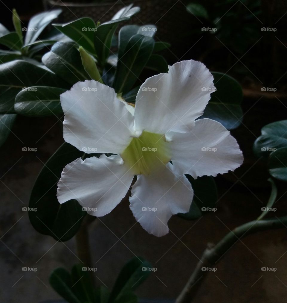 flor do deserto branca