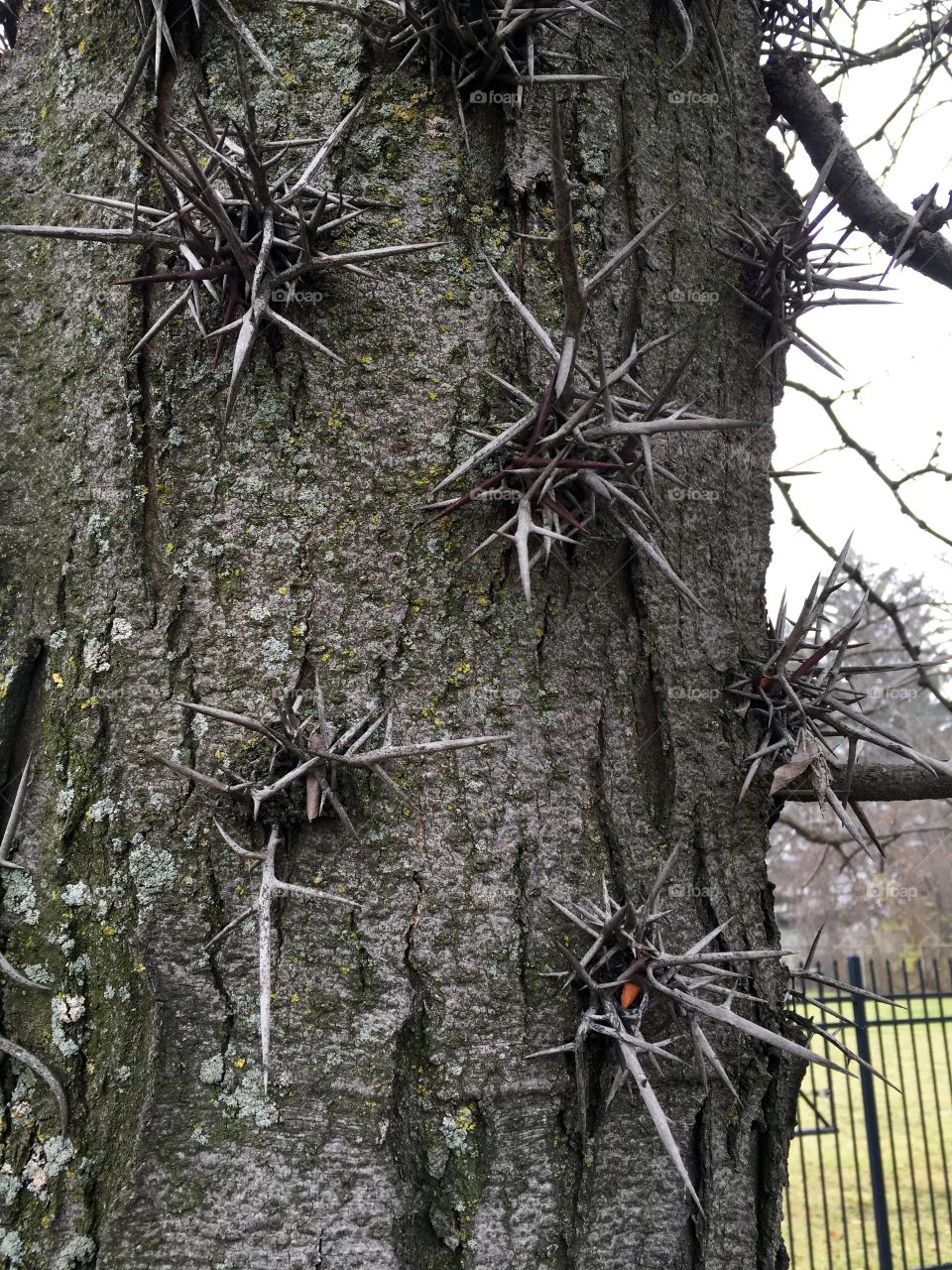Spiky tree