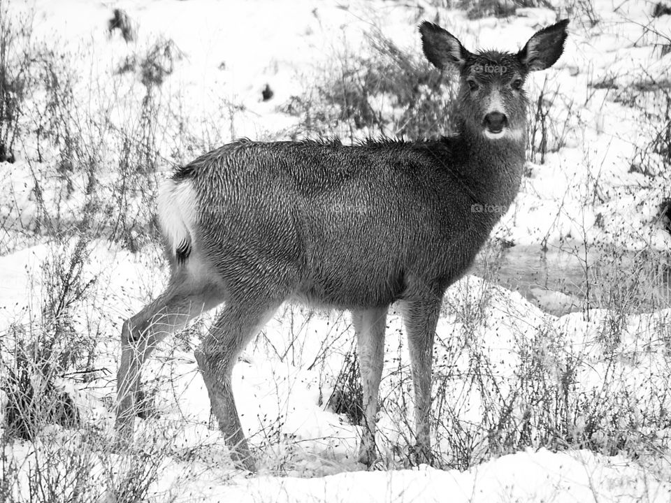 A large deer in a field of snow on a Central Oregon winter day. 