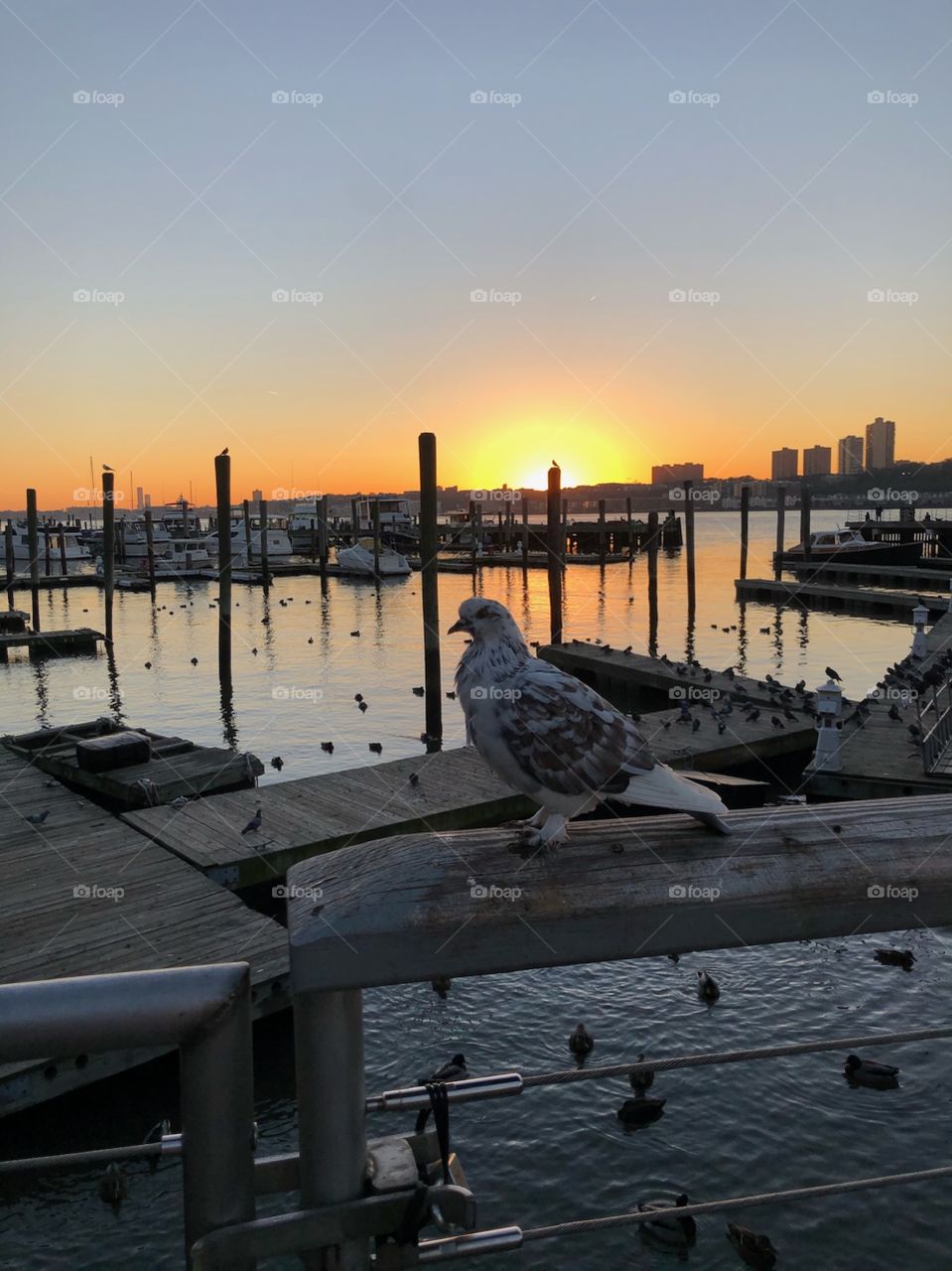 Sunset dock with pigeon 