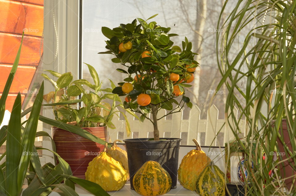 mandarin tree on the windowsill