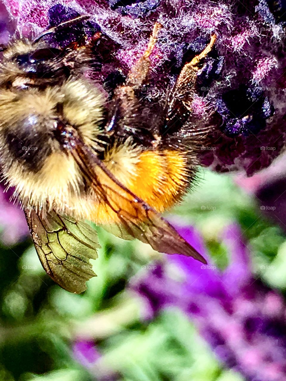 Bumble on Lavendar