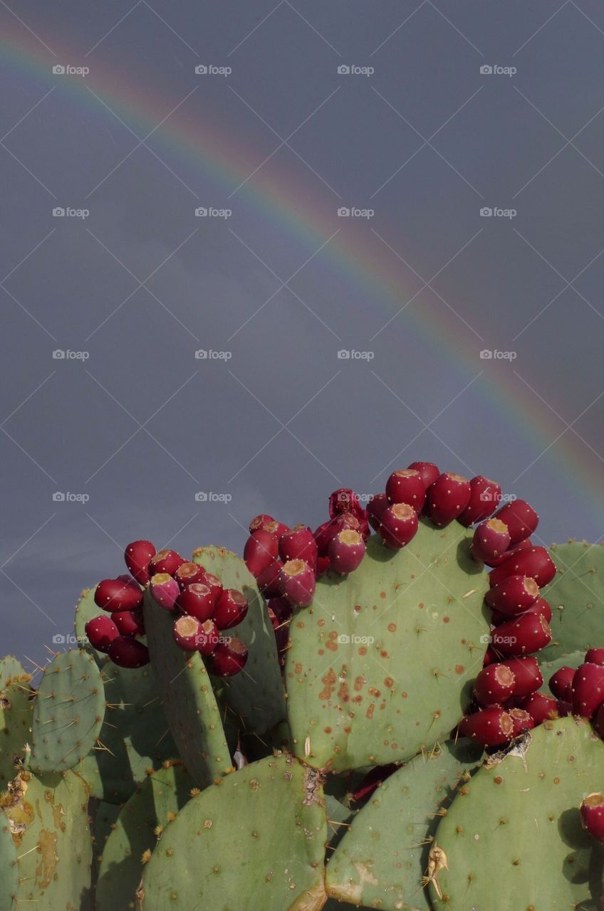 Desert Rainbow