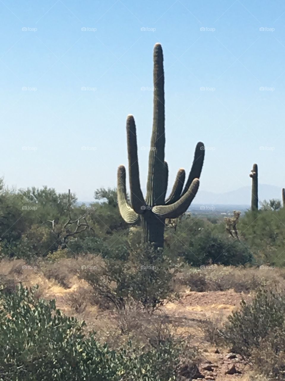 Saguaro cactus Arizona landscapes