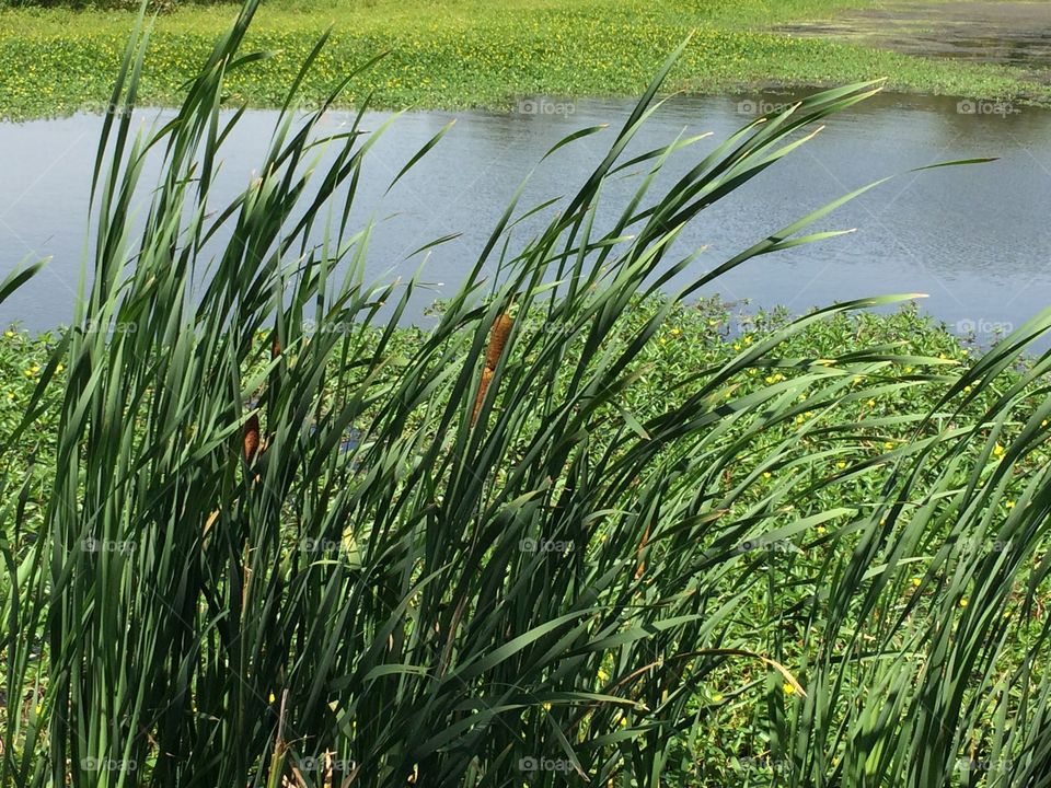 Reeds on the lake