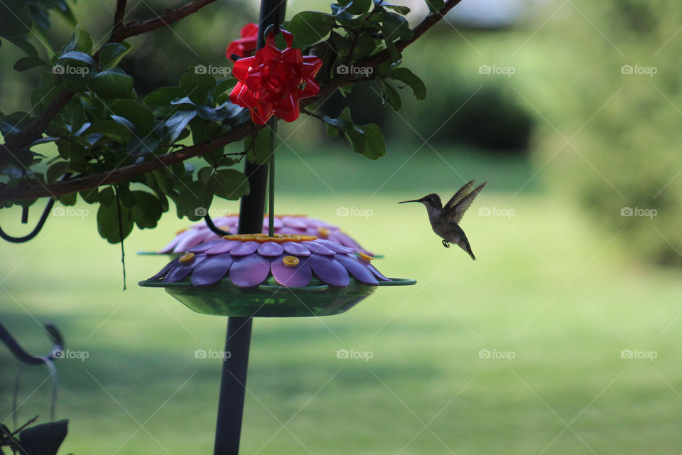 A beautiful and wonderful hummingbird at a bird feeder flying in such a way that makes you really appreciate the beauty and nature of life.