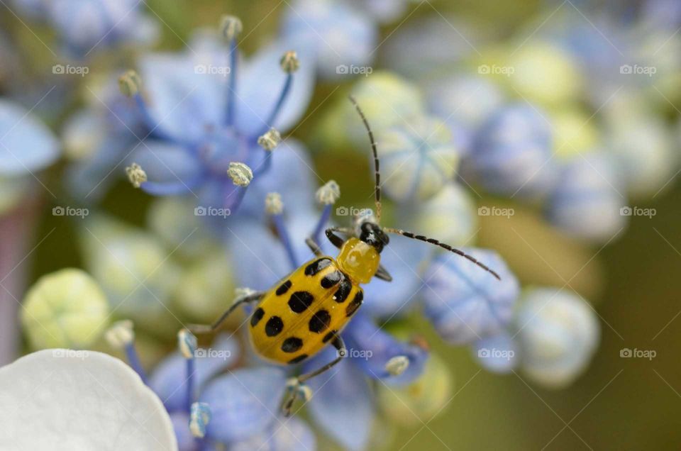 Close-up of ladybug on flower