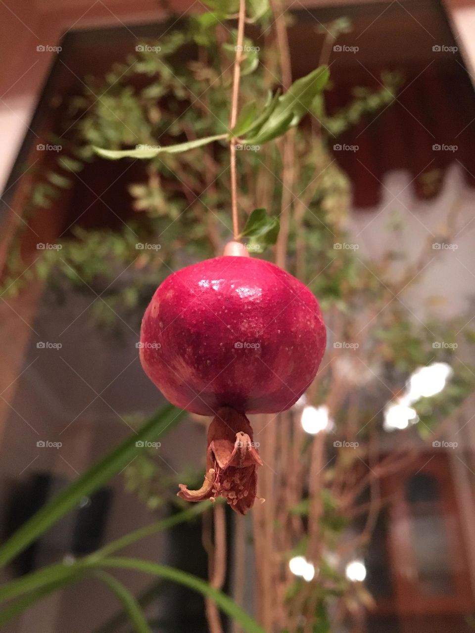 Pomegranate fruit 