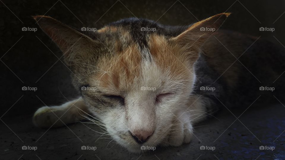 cat. cat sleeping on the chair