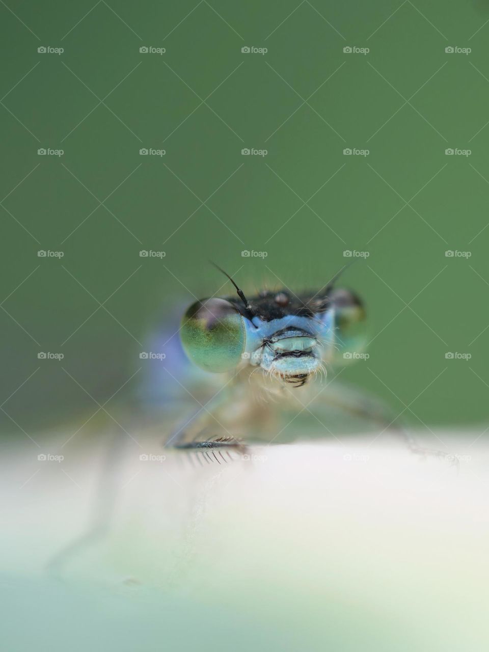 Extreme close-up of damselfly eyes