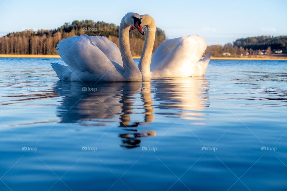 A Swan couplle at the winter lake,some ice and some water,a Sunny winterday. 
A beautiful landscape in beautiful Norway.