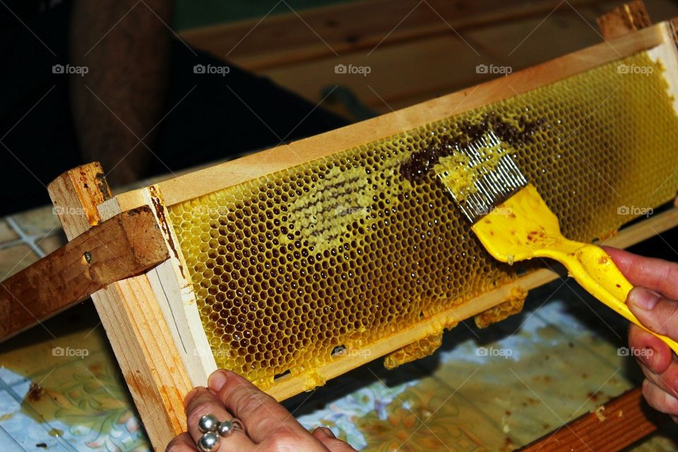 The honey harvest 