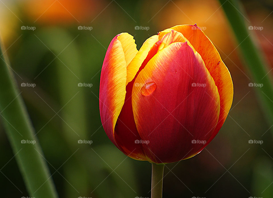Macro de fleur de tulipe