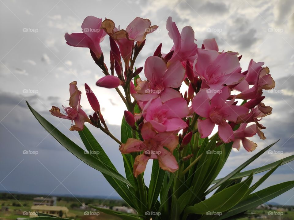a image of beautiful Oleander pink flowers