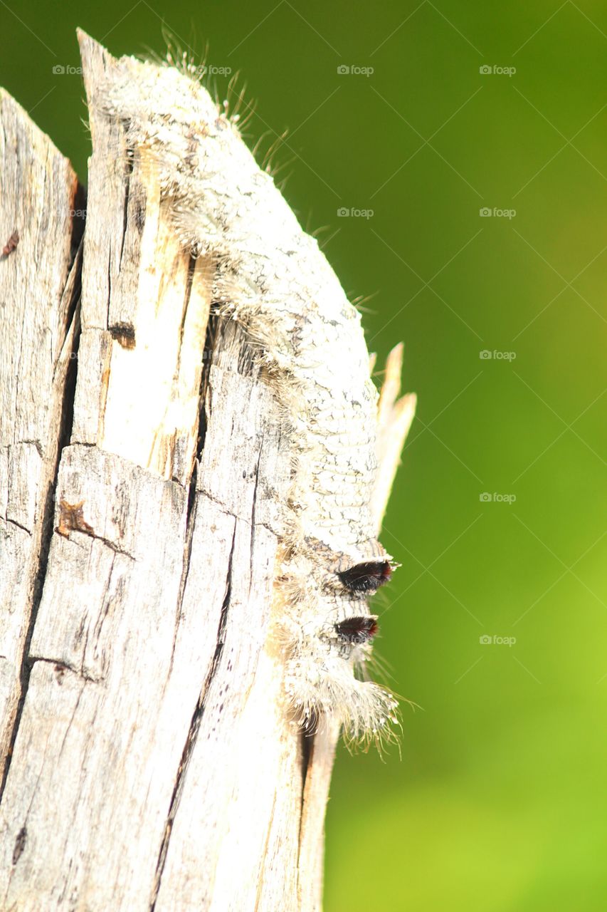 hairy Caterpillar on tree