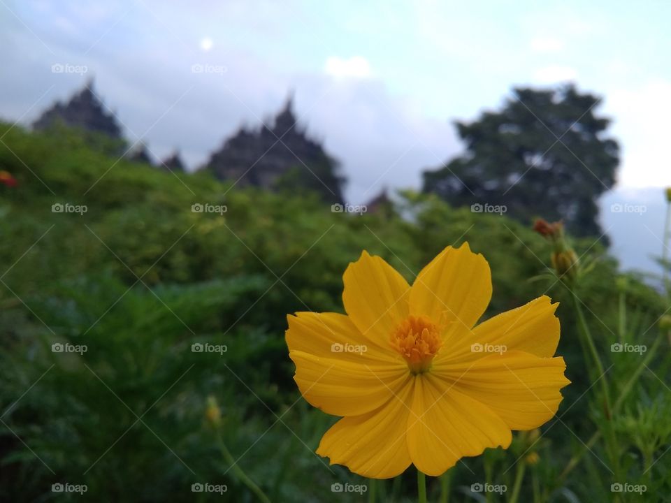 Nature, No Person, Summer, Outdoors, Flower