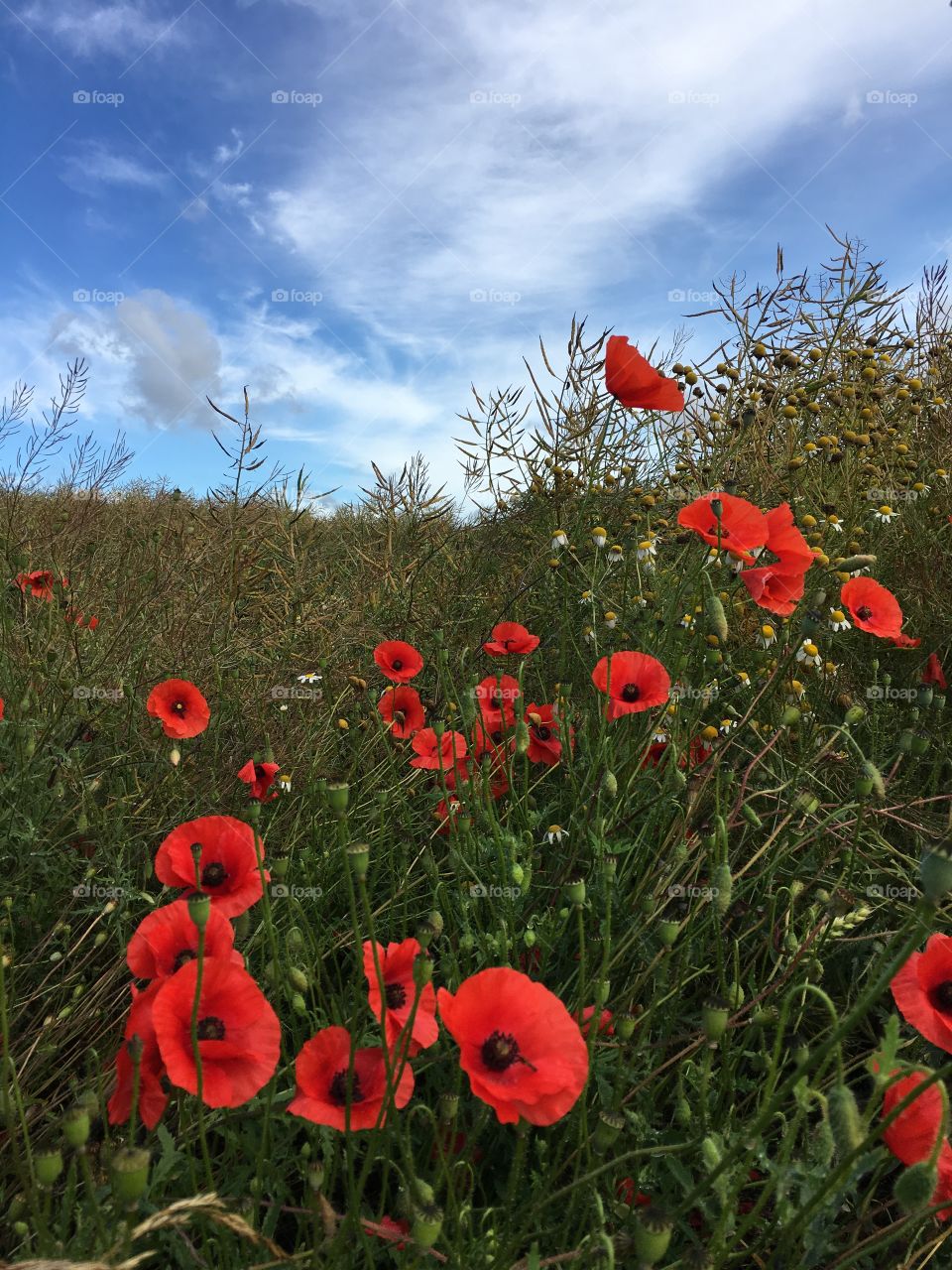 Pomeranian poppies