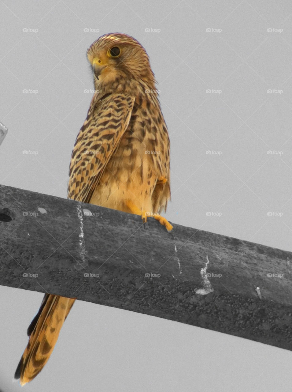 bird israel falcon birding by yonideporto