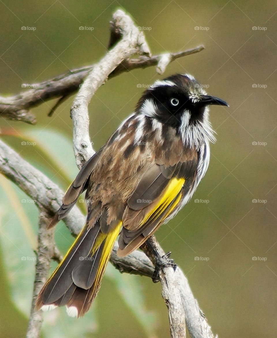  New Holland honeyeater