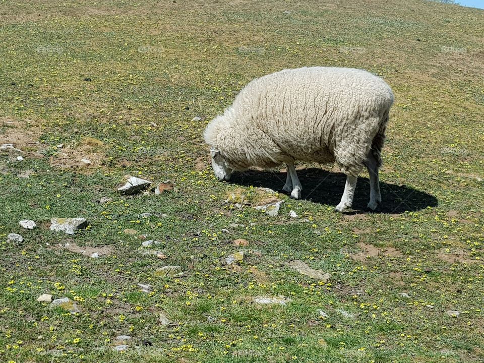 Single sheep