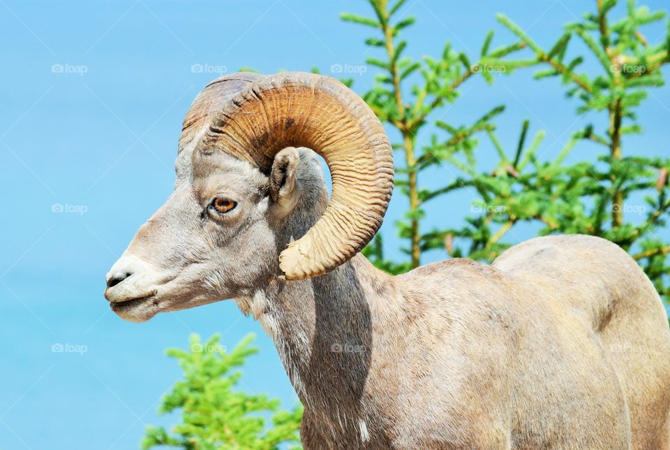 big horn sheep in Banff National park