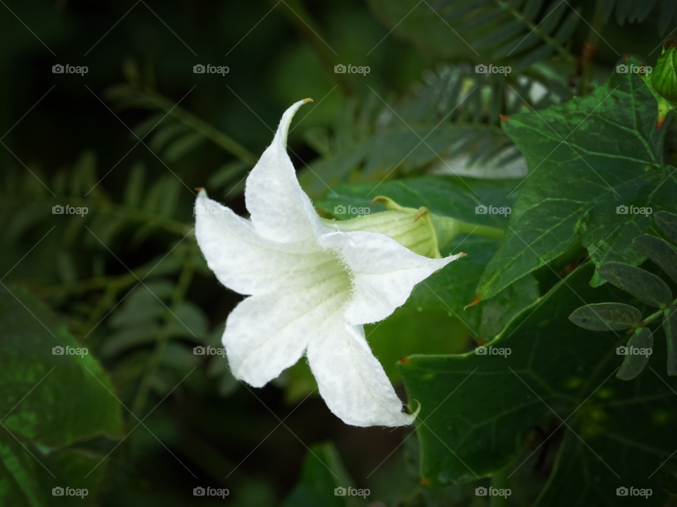 Cocconia grandis flower