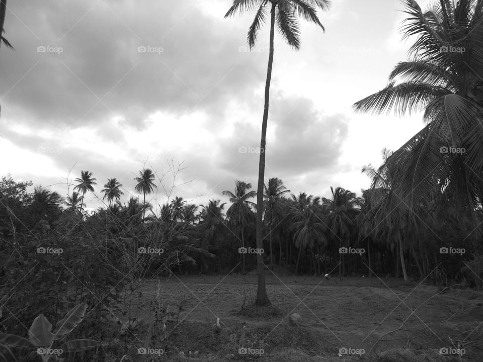 coconut tree mono color