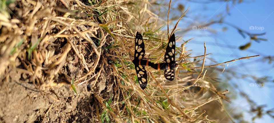 matting rituals of the "Nine-spotted moth"