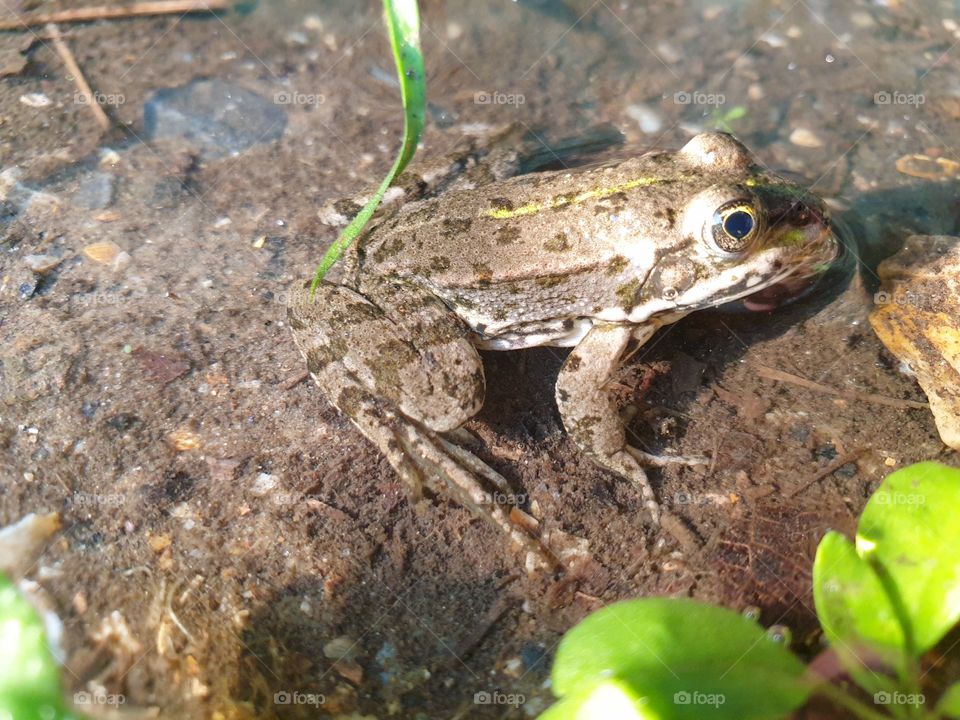 frog