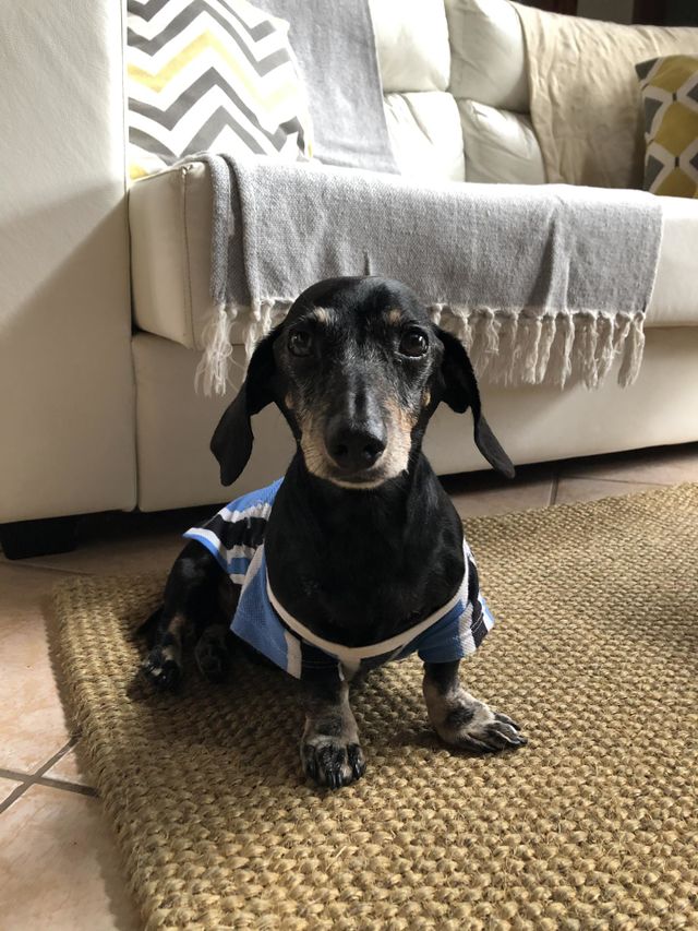 Toby