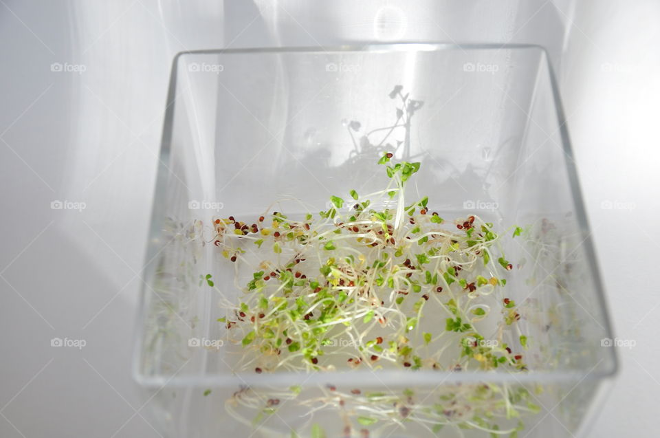 healthy food fresh green sprouts on glass container with white background