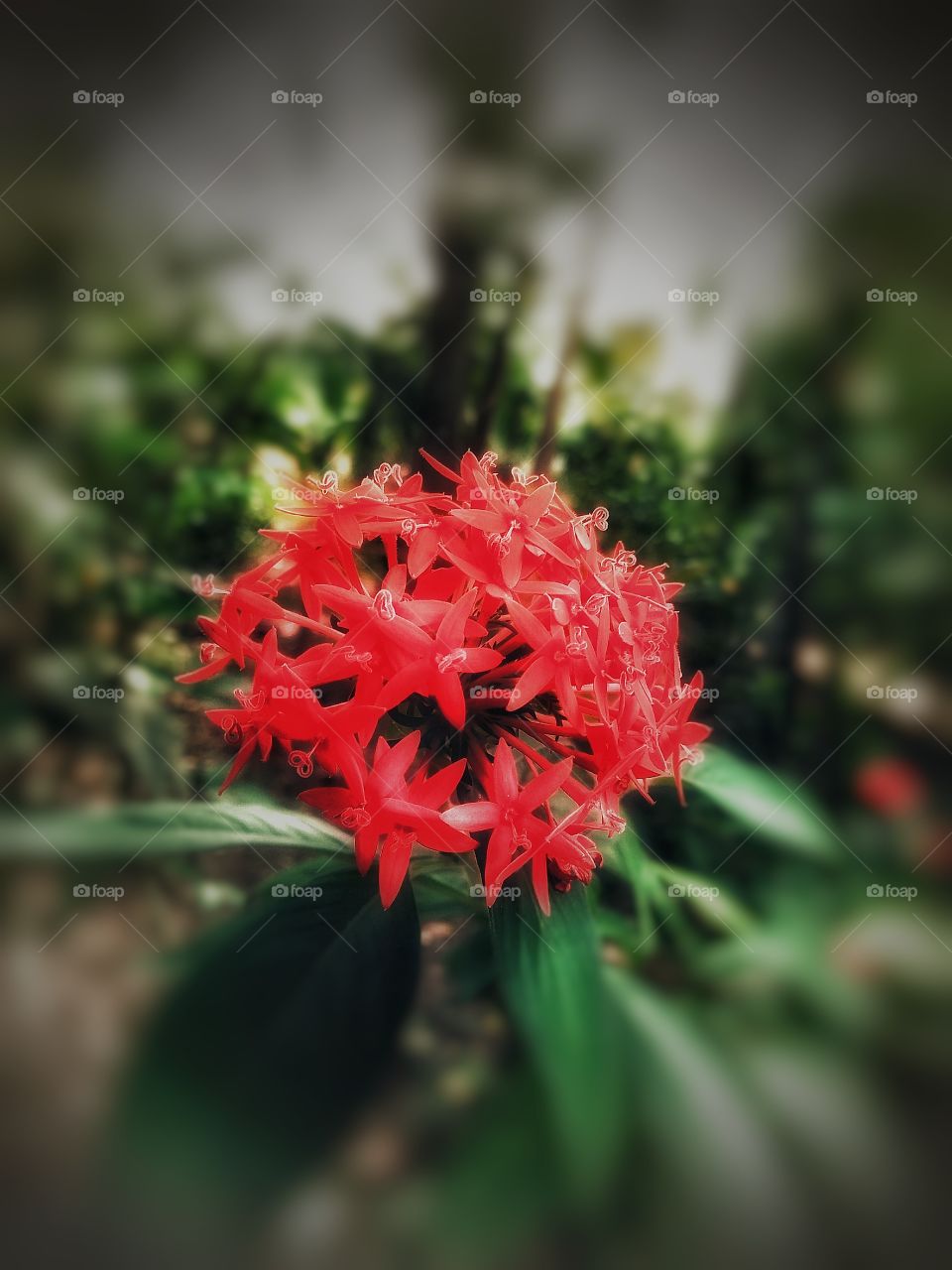 red flower