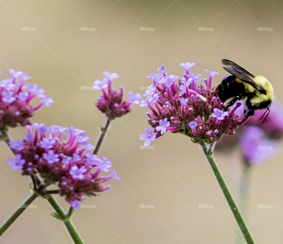 Bumble bee with purple flowers