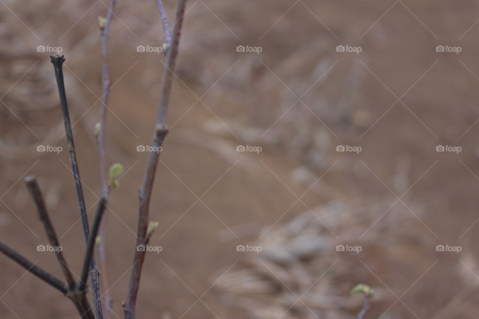 tanpa daun pun mampu~