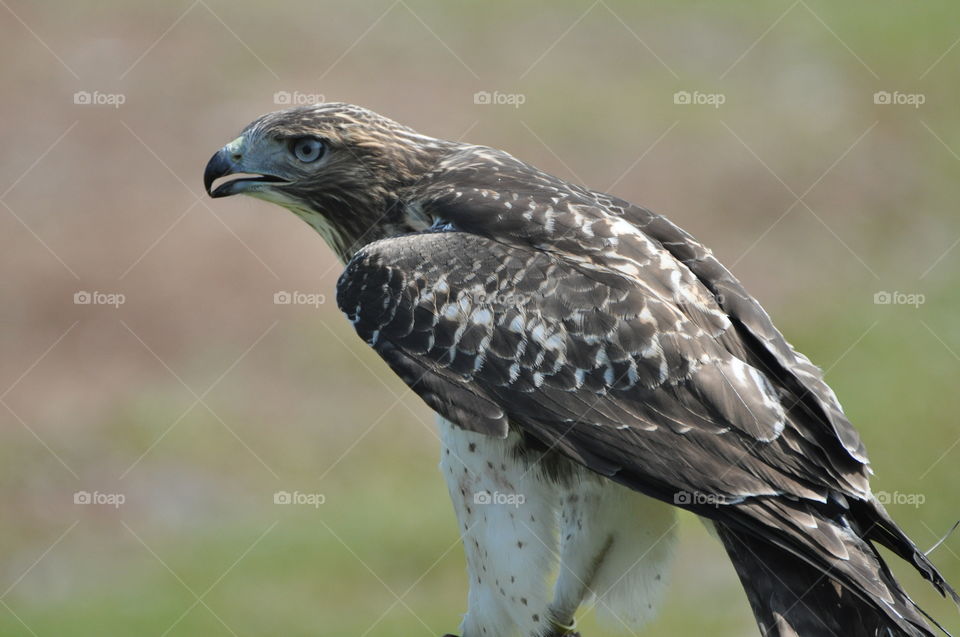 Majestic raptors