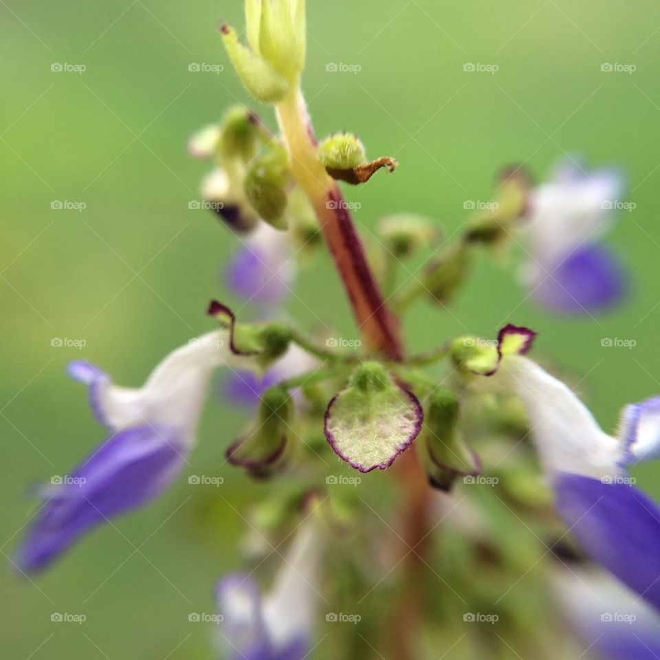 Extreme close-up of coleus flowers