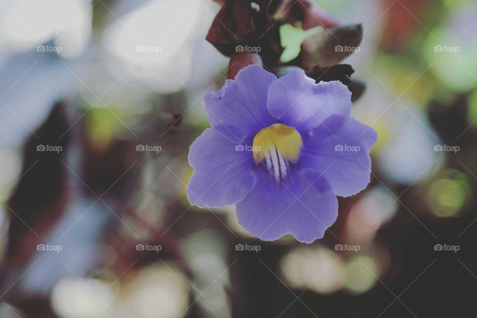 A beautiful purple flower