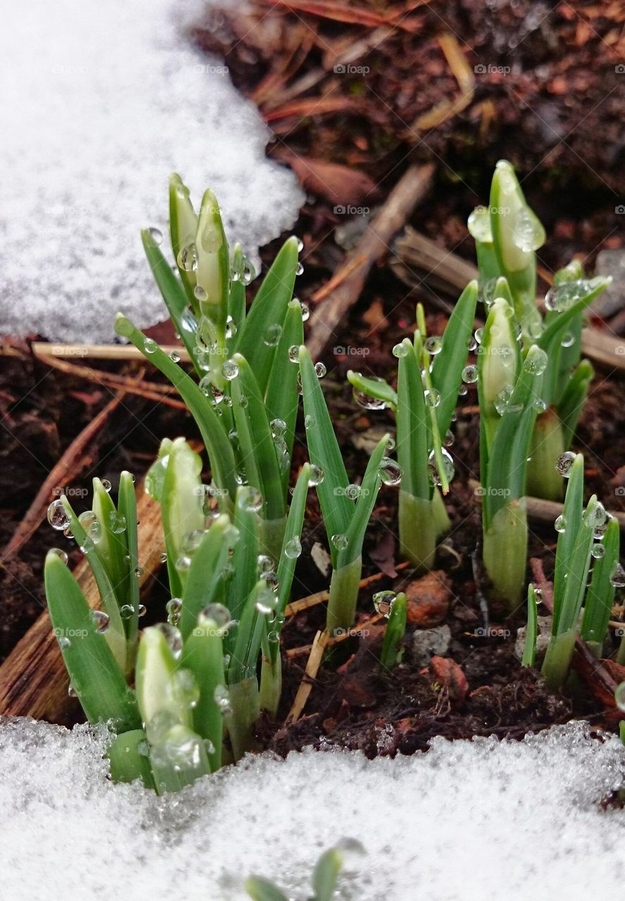 snowdrops with waterdrops