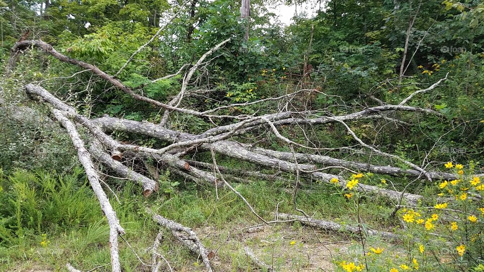 FALLEN TREE