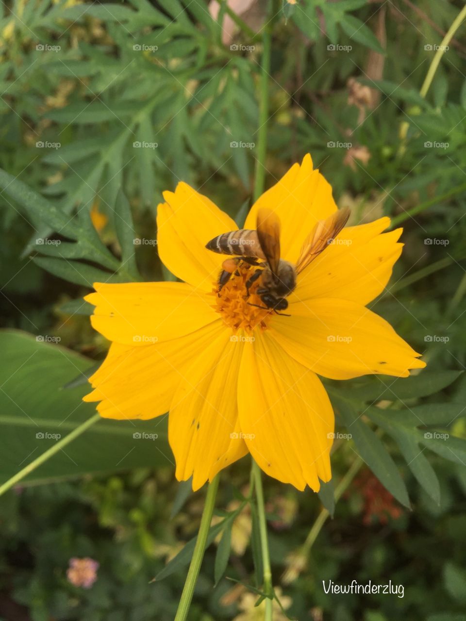 Bee on yellow Cosmos flower !