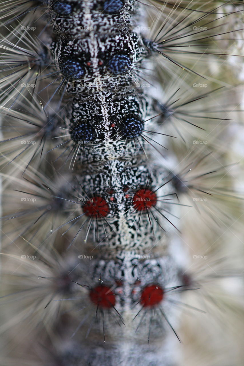 Gipsy moth macro, detail of an invasive caterpillar