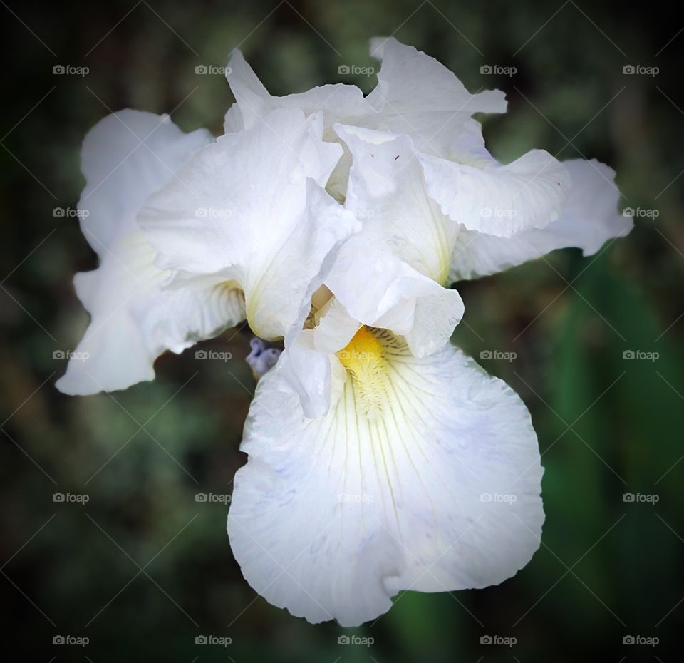 White iris