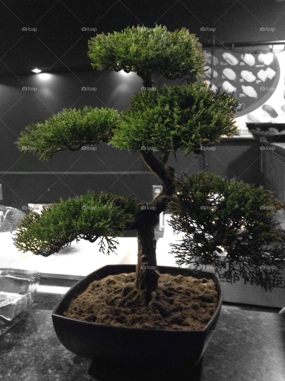 Bonsai tree