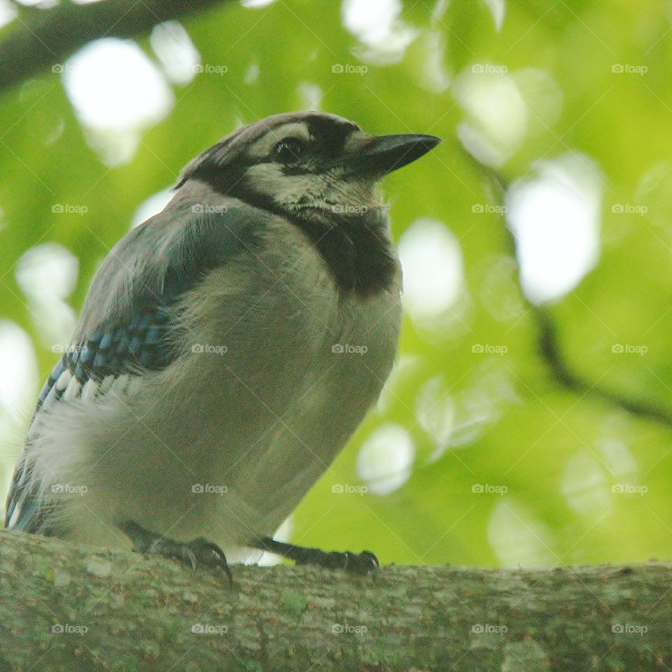 Female Bluejay