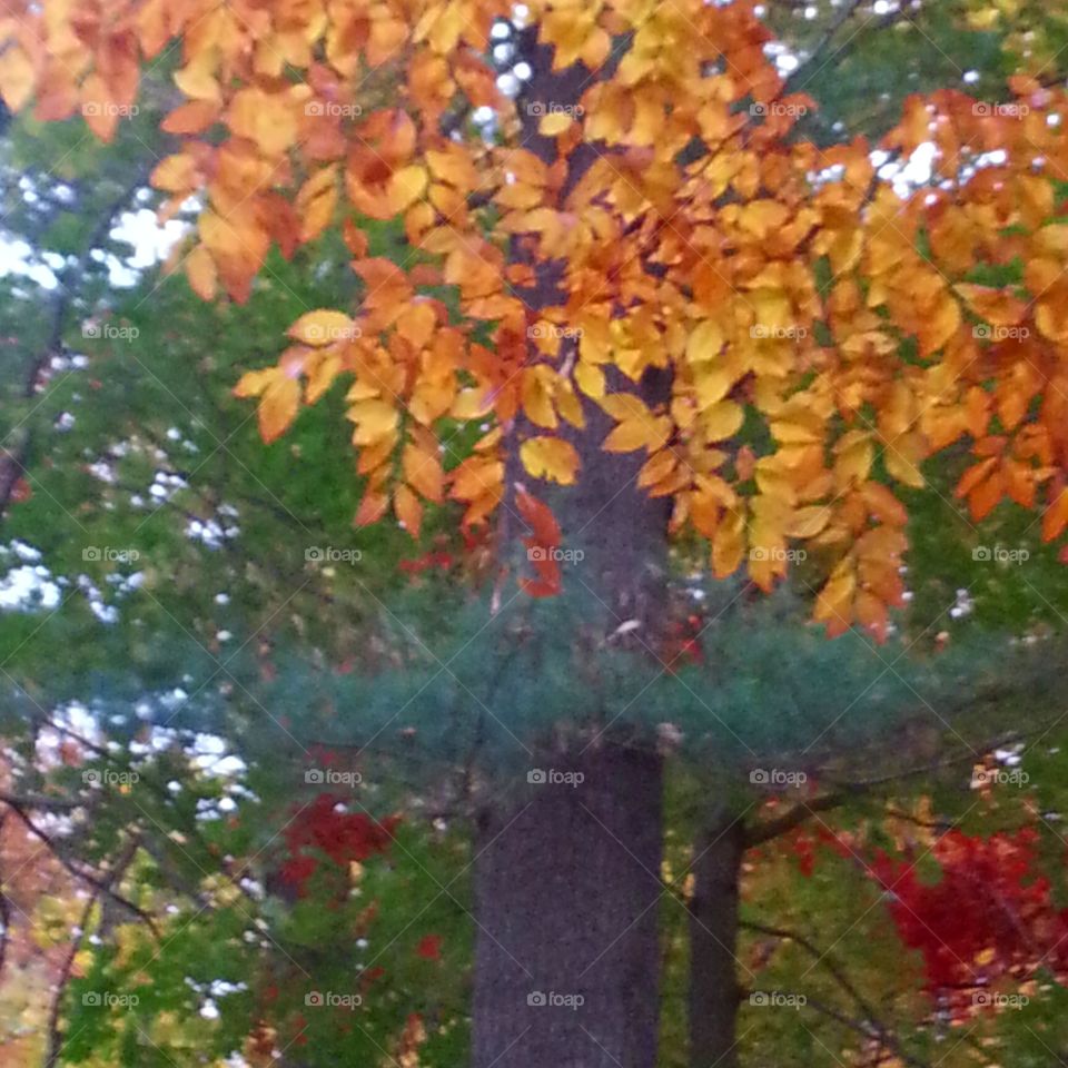 Leaf, Fall, Tree, Season, Nature