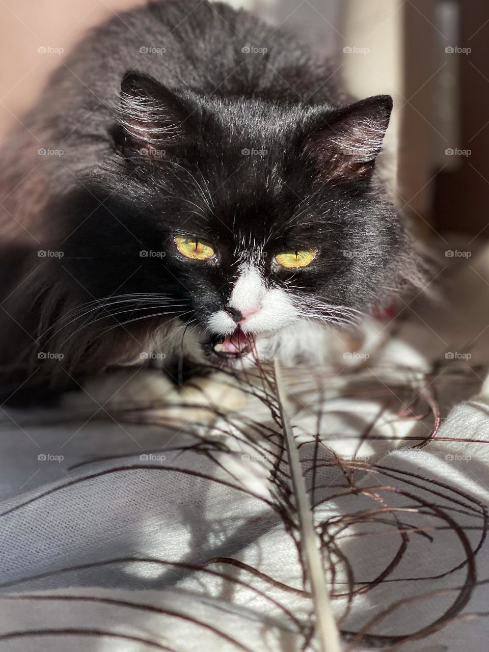 A stunning yellow-eyed cat chewing on a peacock feather