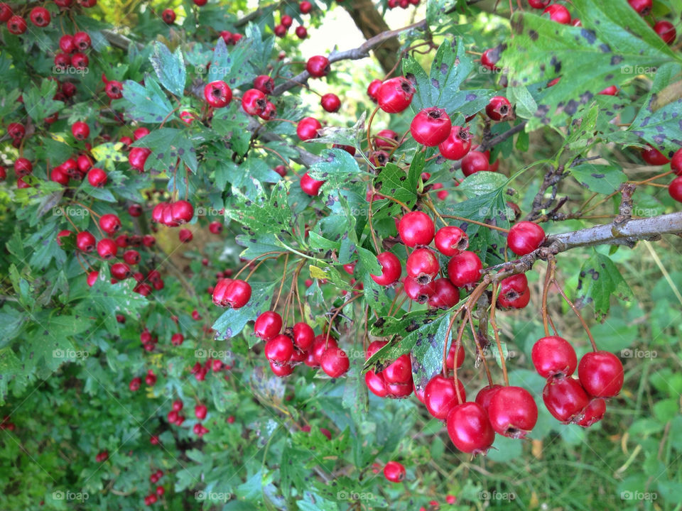 nature red plant autumn by twilite