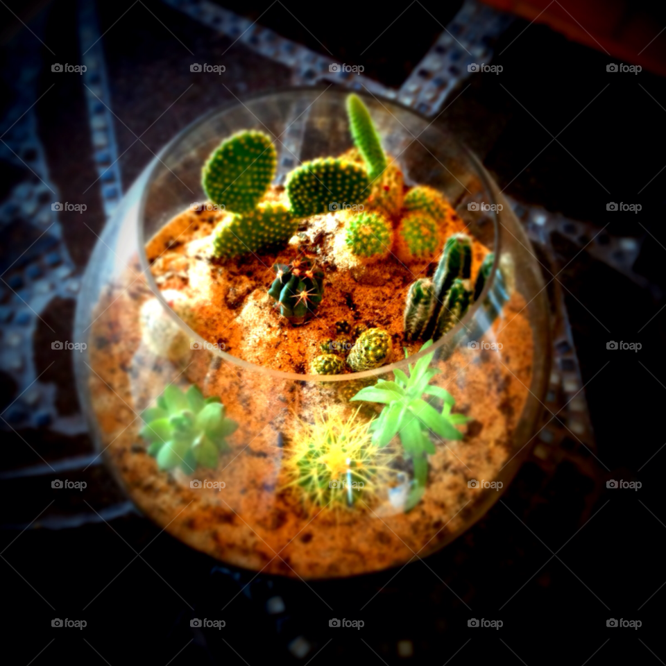 cactus glass bowl by ponchokid