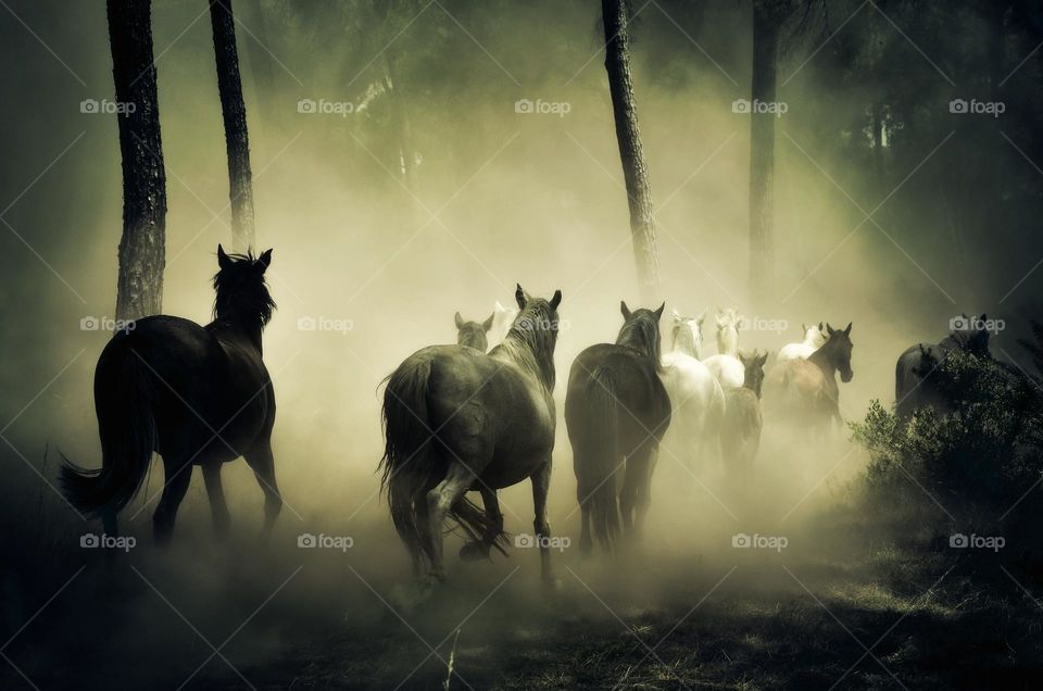 Horses running through the forest.  All proceeds go towards the conservation of endangered species.
