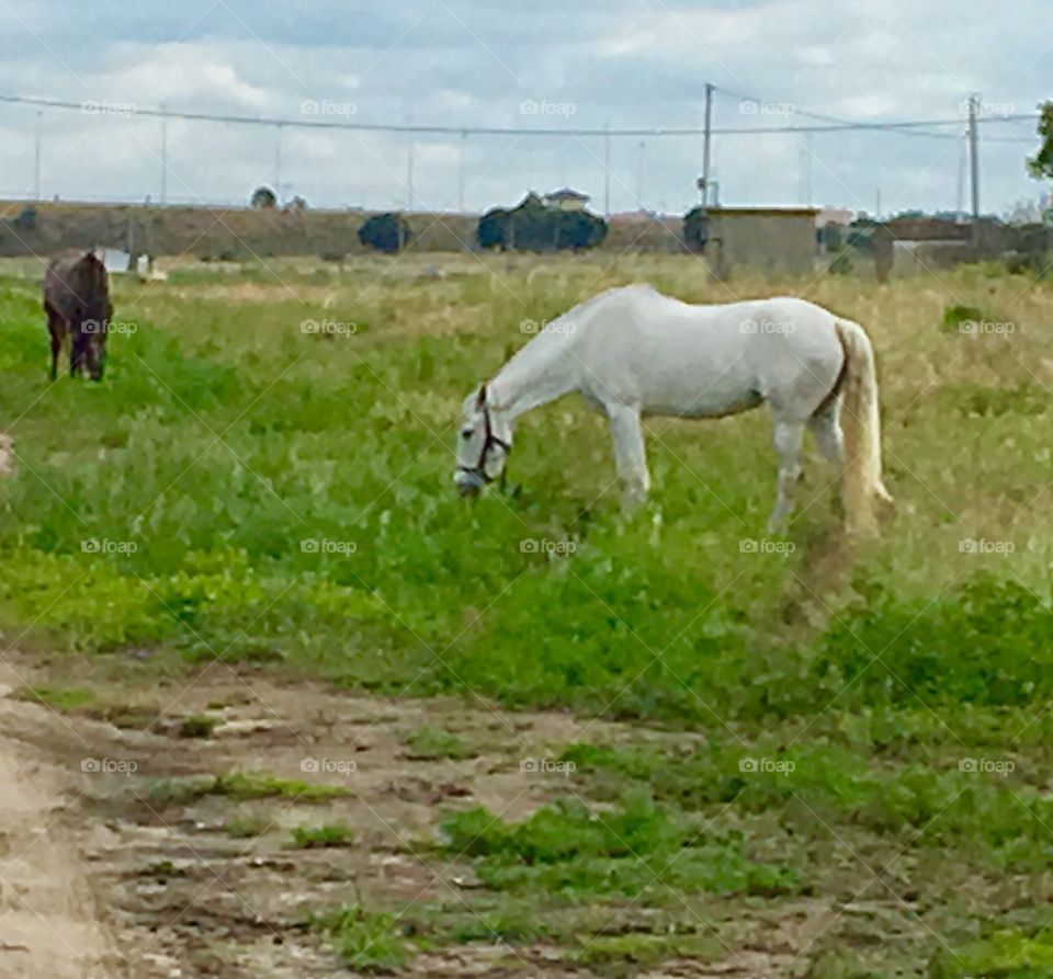 Horses - Black & White 